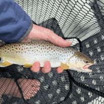 Fresh Catch: Brown Trout in Net Fresh Catch: Brown Trout in Net