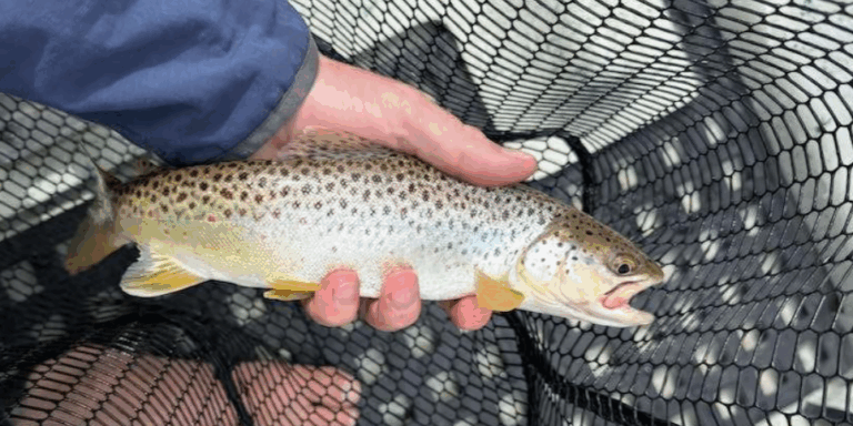 Fresh Catch: Brown Trout in Net