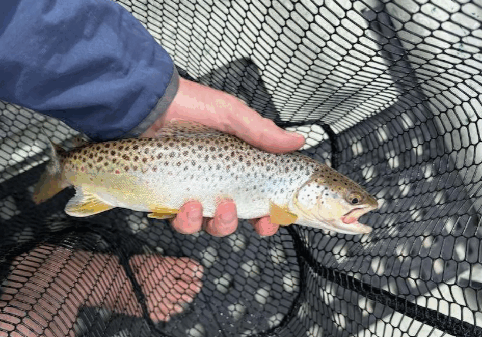 Fresh Catch: Brown Trout in Net Fresh Catch: Brown Trout in Net