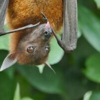 Photo by Peter Neumann brown and black fruit bat