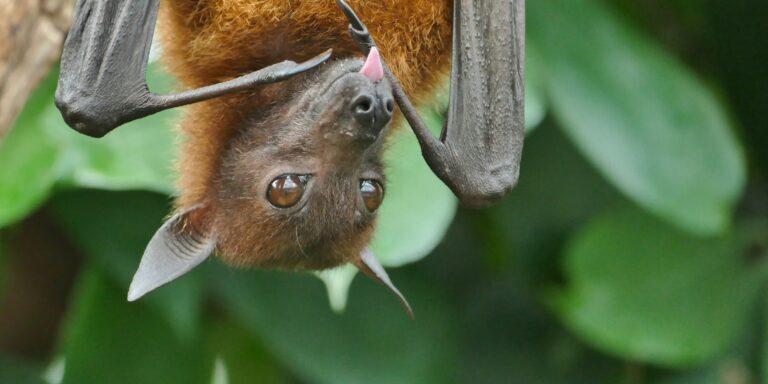 brown and black fruit bat