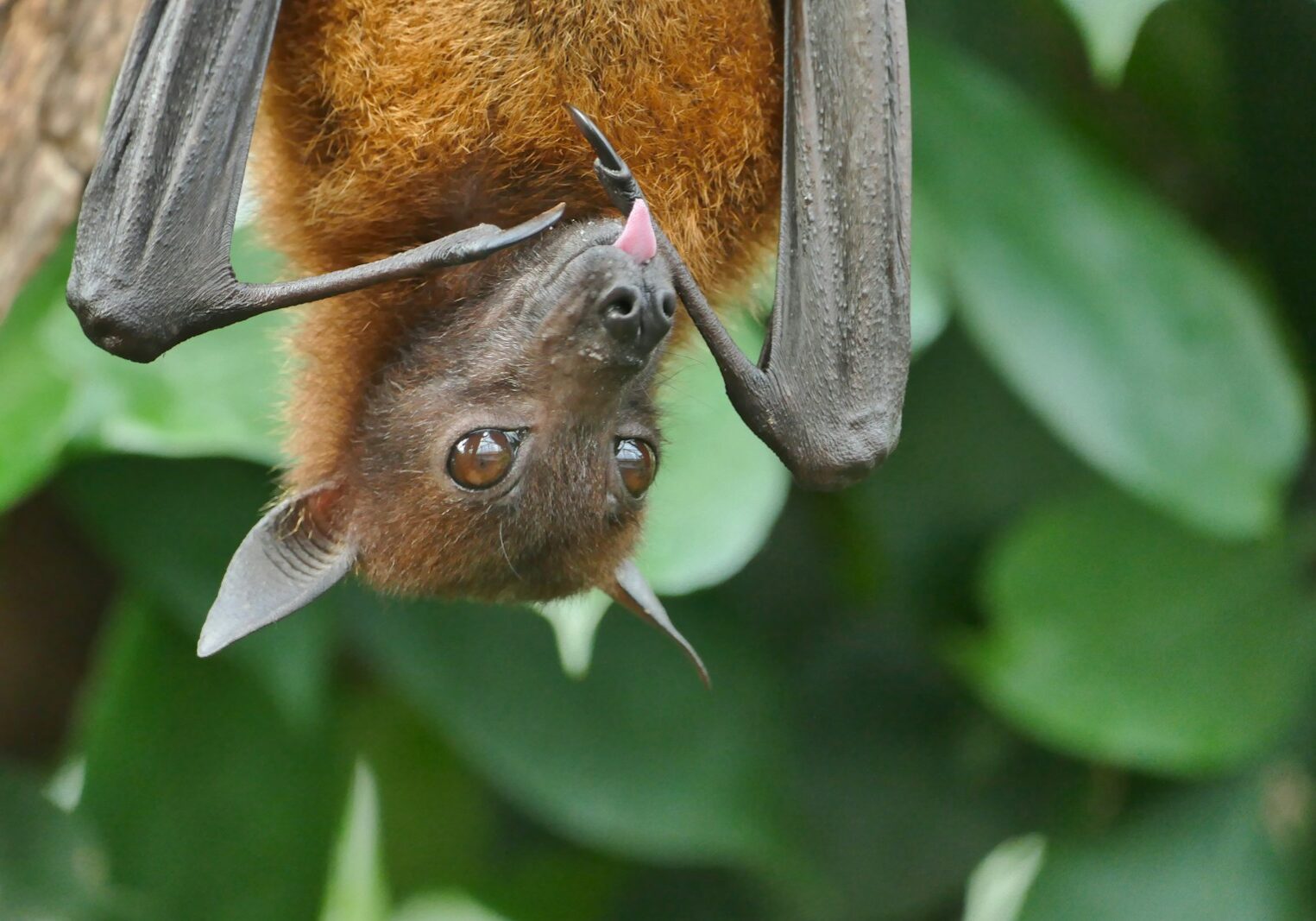 brown and black fruit bat