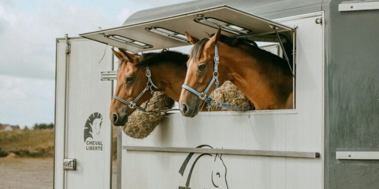 shallow focus photo of brown horses