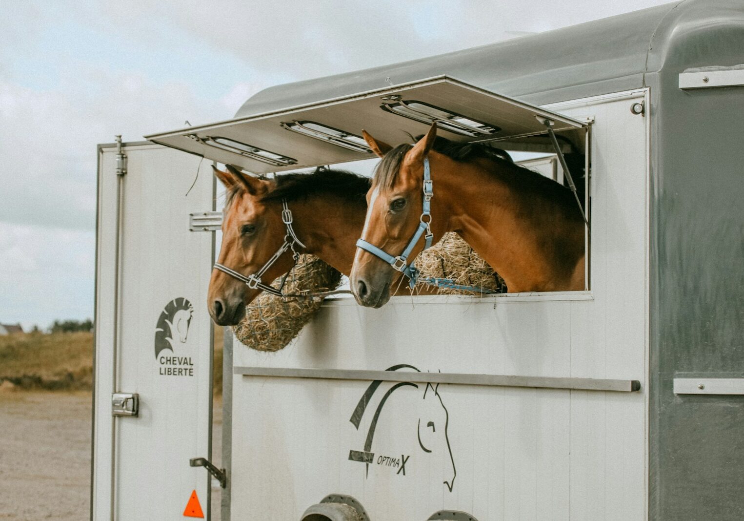 shallow focus photo of brown horses