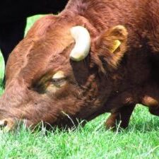 Brown Bull Grazing in Sunlit Pasture Brown Bull Grazing in Sunlit Pasture