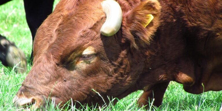 Brown Bull Grazing in Sunlit Pasture
