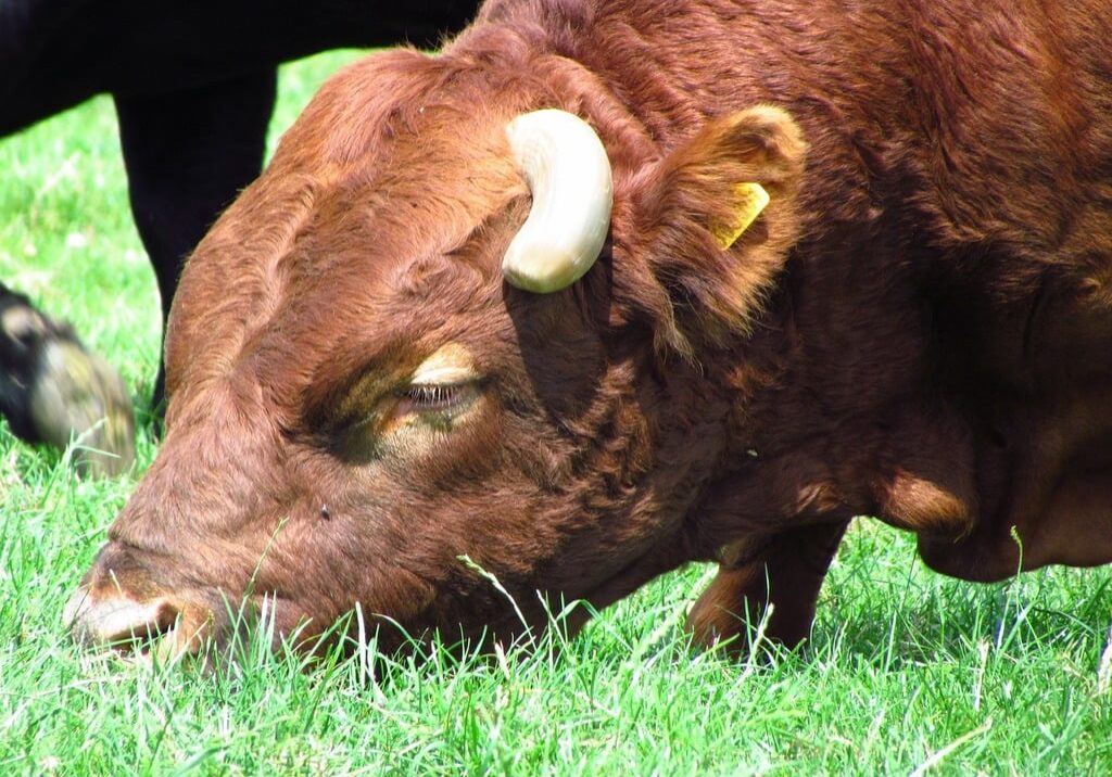 Brown Bull Grazing in Sunlit Pasture Brown Bull Grazing in Sunlit Pasture