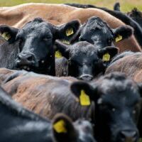 Photo by Etienne Girardet black and brown cows on brown field during daytime