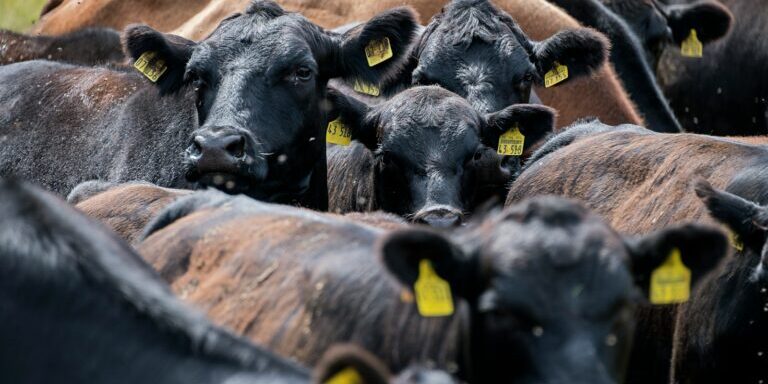 black and brown cows on brown field during daytime