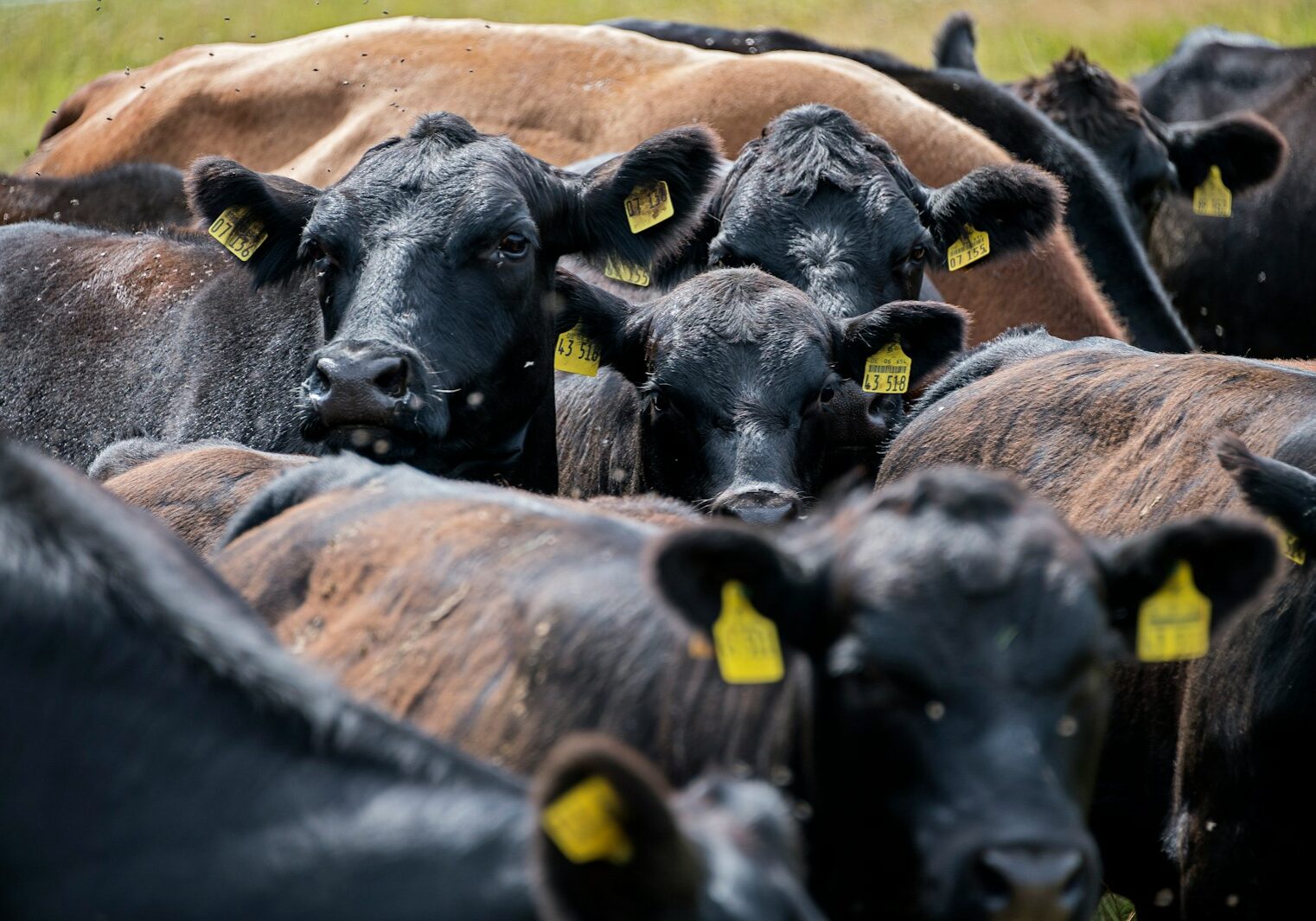 Photo by Etienne Girardet black and brown cows on brown field during daytime