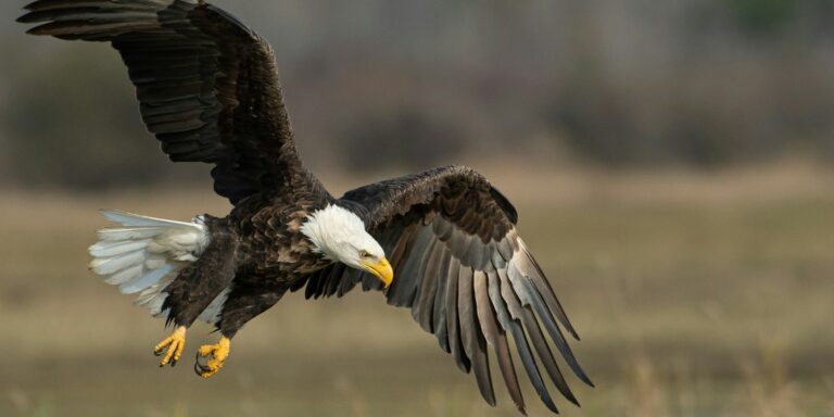 bald eagle above brown frield