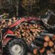 a tractor is loaded with logs in a forest