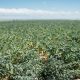 Pulse Crop Field in Montana